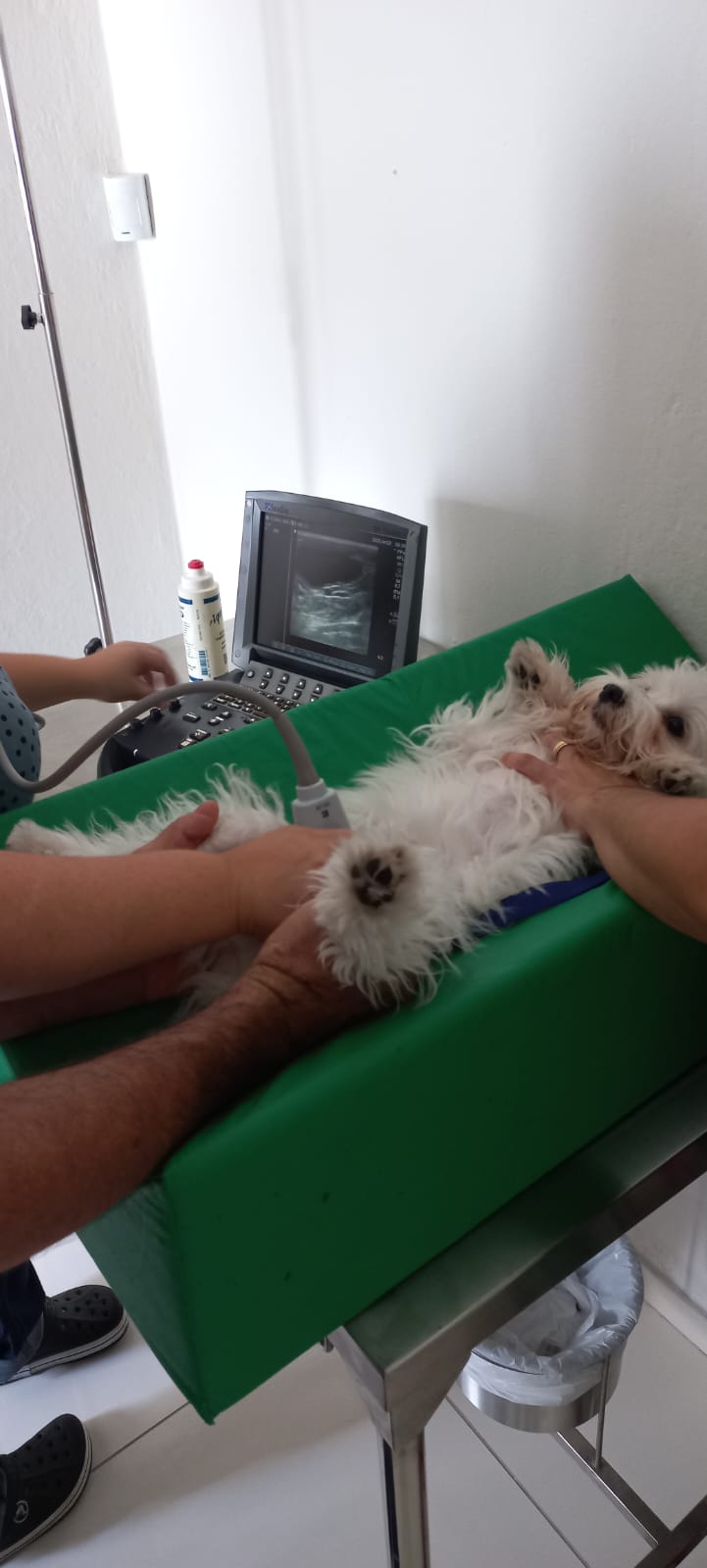 Unidade 2 - Areias - Foto 7